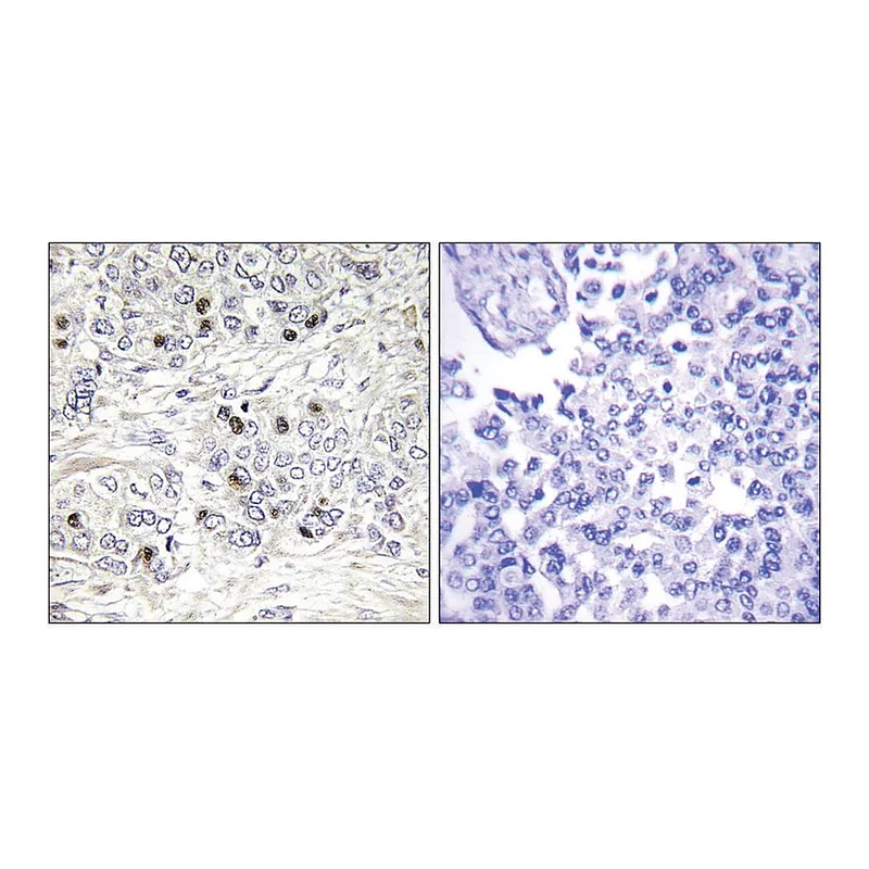 Merck Anti-TEAD2 antibody produced in rabbit