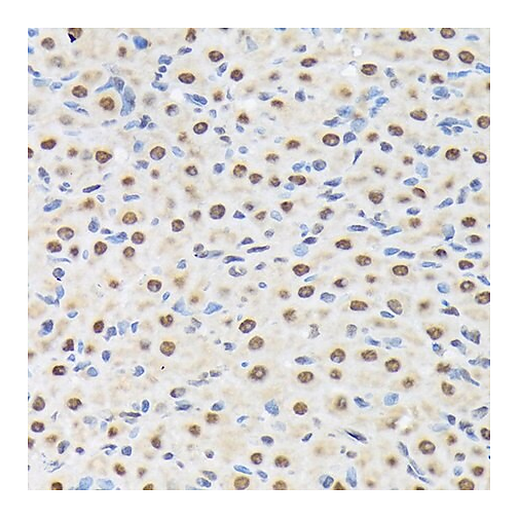 Merck Anti-Matrin 3 antibody produced in rabbit