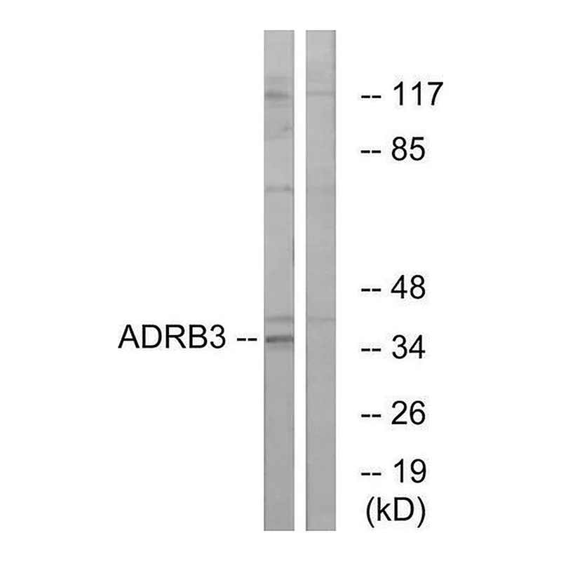 Merck Anti-ADRB3 antibody produced in rabbit
