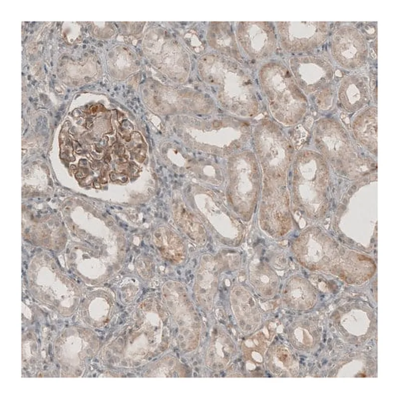 Merck Anti-THSD7A antibody produced in rabbit