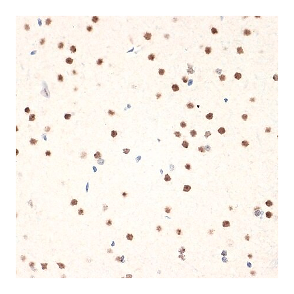 Merck Anti-NAT10 antibody produced in rabbit
