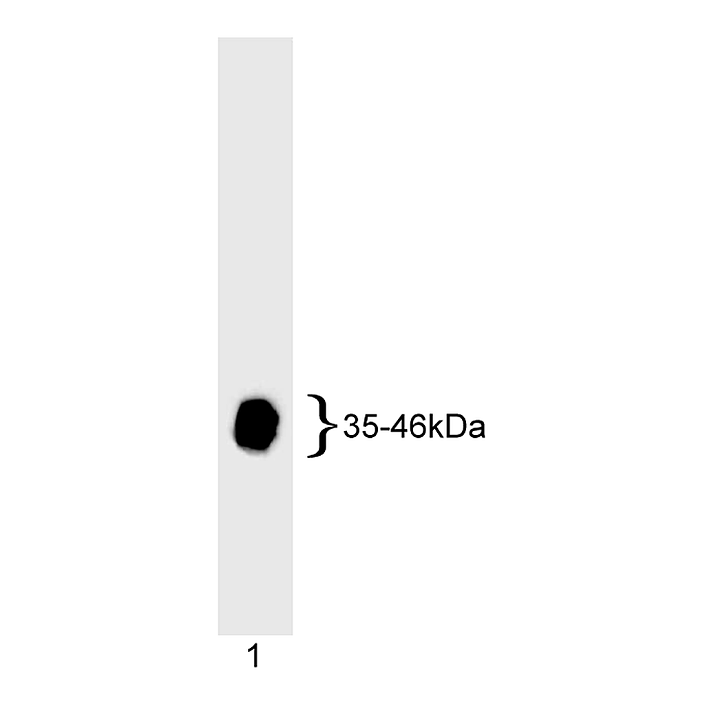 BD Purified Mouse Anti-Adenovirus Type 5 E1A