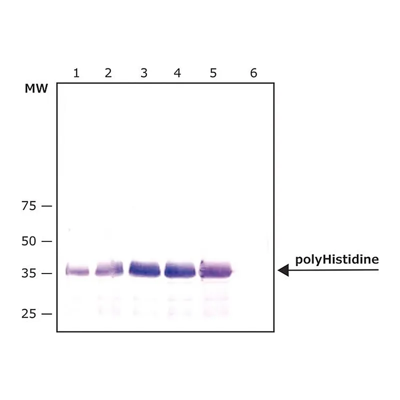 Merck Monoclonal Anti-polyHistidine-Agarose antibody produced in mouse
