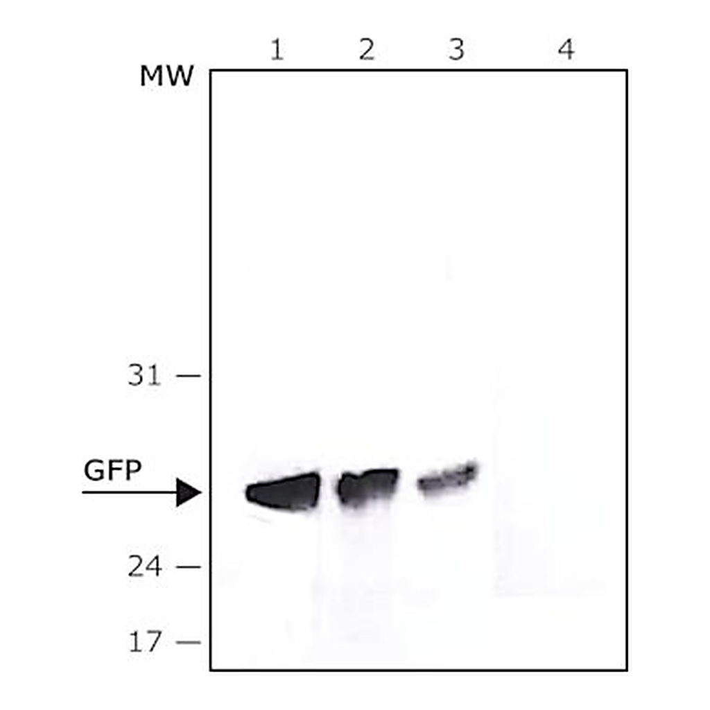 Merck ANTI-GREEN FLUORESCENT PROTEIN (GFP), N