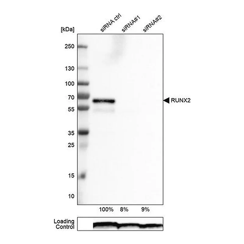 Merck Monoclonal Anti-RUNX2 antibody produced in mouse