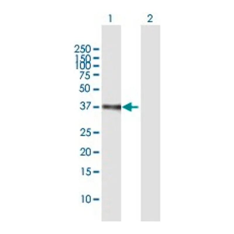 Merck ANTI-ETV2 antibody produced in mouse
