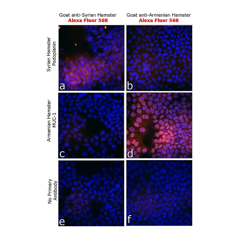 Thermo Fisher Scientific Goat anti-Syrian Hamster IgG (H+L) Highly Cross-Adsorbed Secondary Antibody, Alexa Fluor 568
