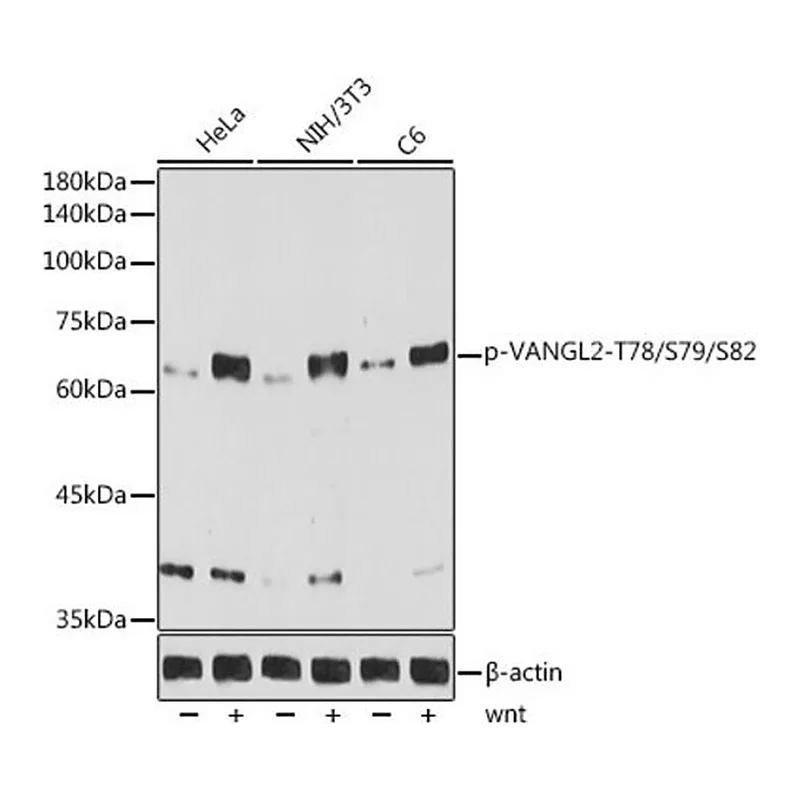 Merck Anti-Phospho-VANGL2-T78/S79/S82 antibody produced in rabbit
