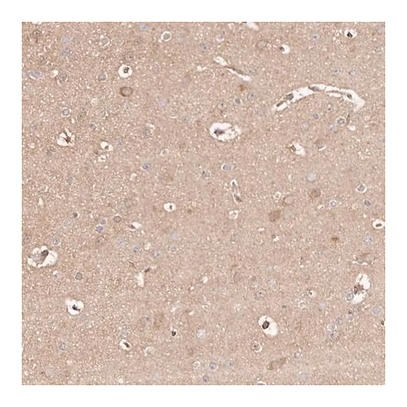 Merck Anti-MAPK1 antibody produced in rabbit
