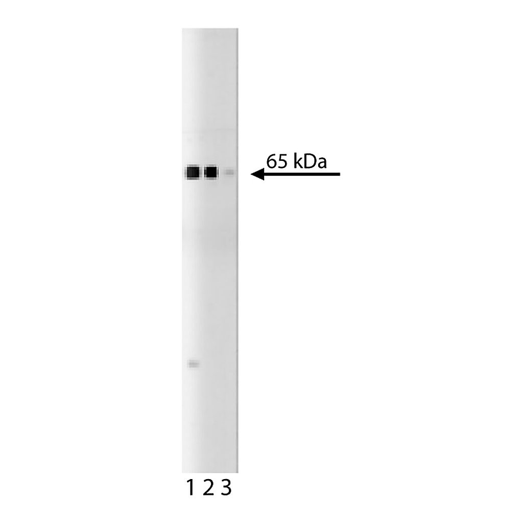 BD Purified Mouse Anti-Occludin