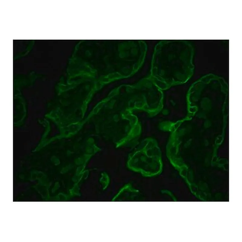 Merck MONOCLONAL ANTI-CYTOKERATIN PEPTIDE 8, &