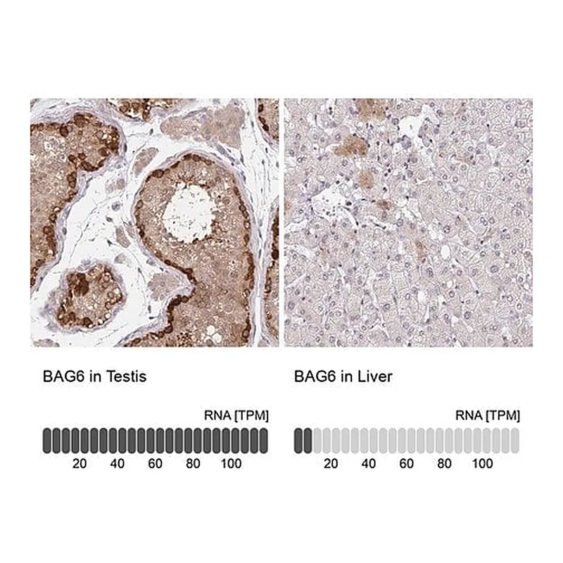 Merck Anti-BAG6 antibody produced in rabbit