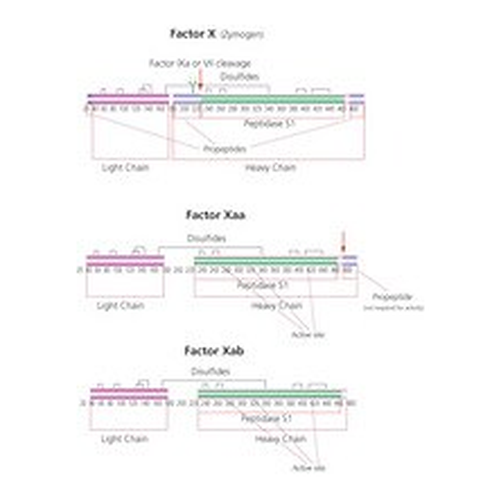 Merck FACTOR X ACTIVATED FROM BOVINE PLASMA