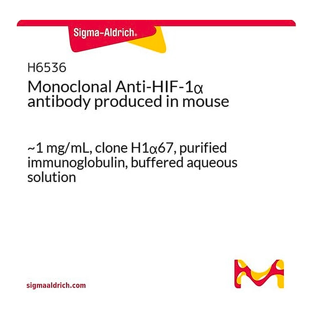 Merck Monoclonal Anti-HIF-1alpha antibody produced in mouse
