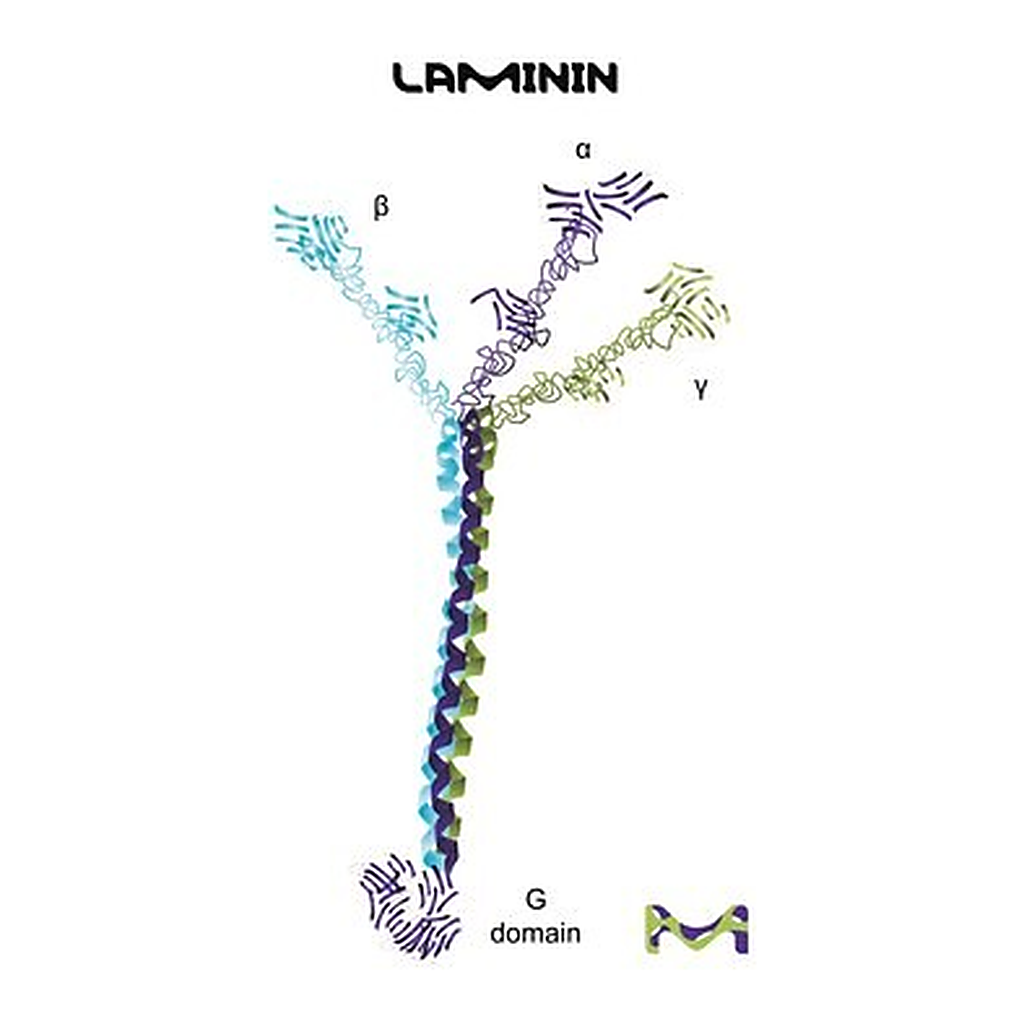 Merck LAMININ FROM FROM HUMAN PLACENTA LIQUID&