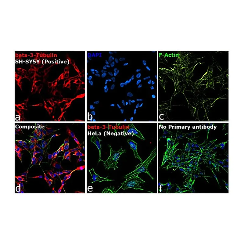 Thermo Fisher Scientific Goat anti-Mouse IgG2a Cross-Adsorbed Secondary Antibody, Alexa Fluor 647