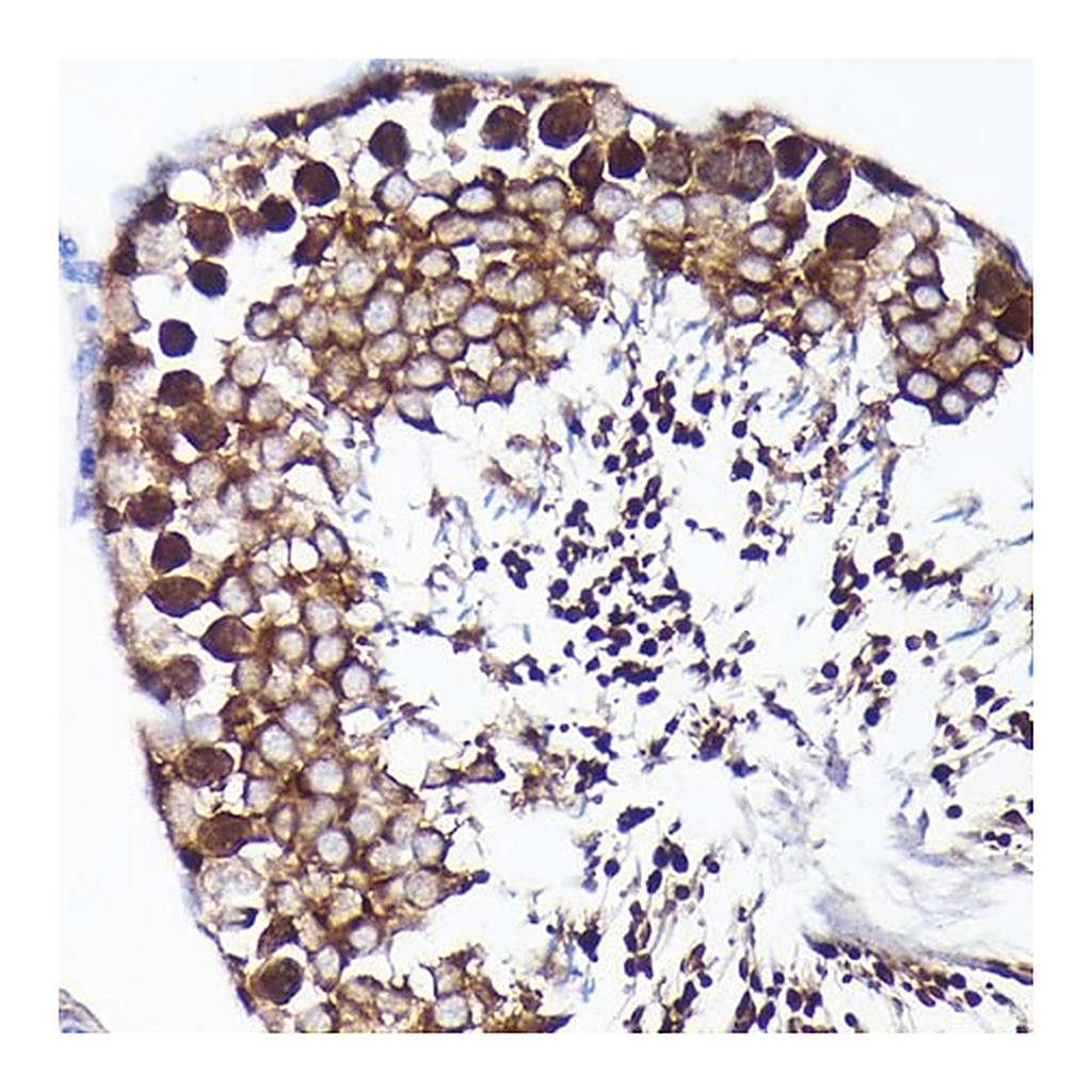 Merck Anti-PRMT5 antibody produced in rabbit