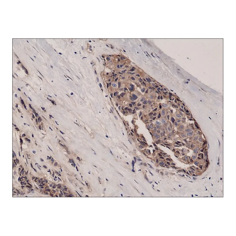 Merck Anti-beta-Catenin 1 antibody, Rabbit monoclonal