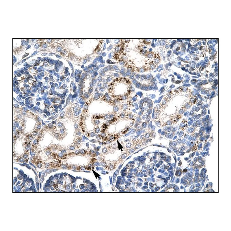 Merck Anti-PAX4 antibody produced in rabbit