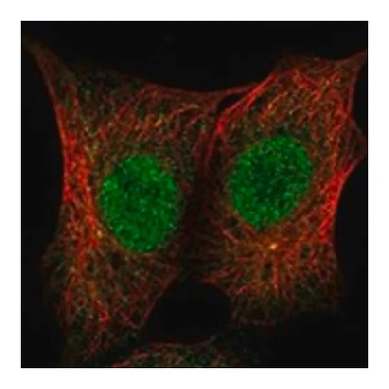 Merck Anti-ZSCAN10 antibody produced in rabbit
