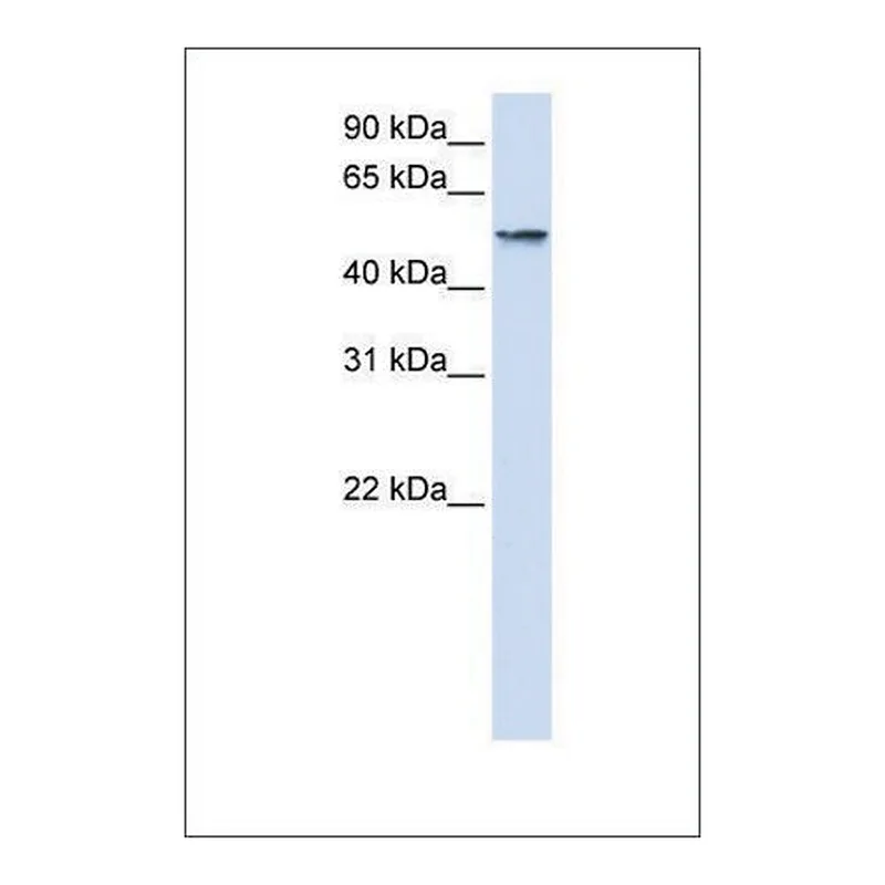 Merck Anti-USP22 (ab2) antibody produced in rabbit