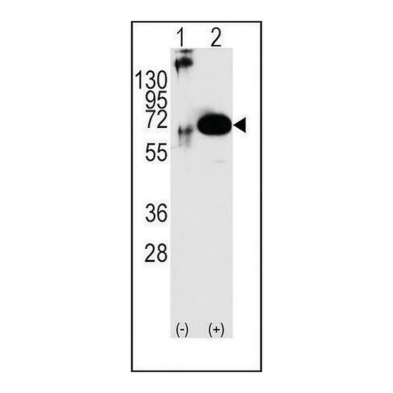 Merck Anti-SHP2 antibody produced in rabbit