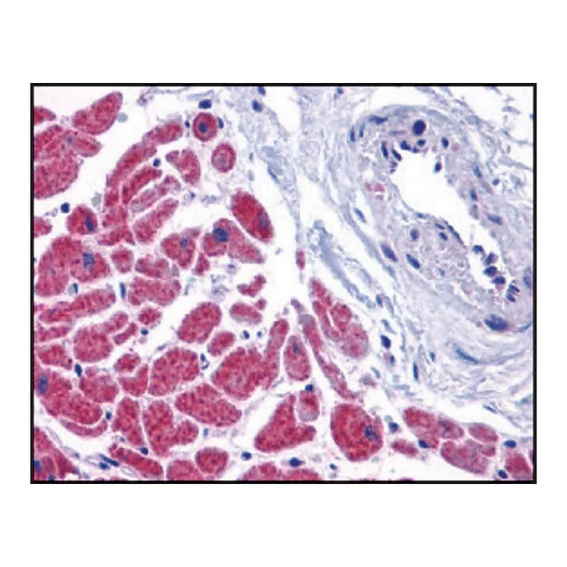 Merck Anti-CASPASE-12 (ab1) antibody produced in rabbit