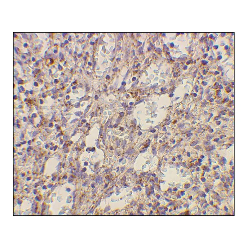 Merck Anti-TLR2 antibody produced in rabbit