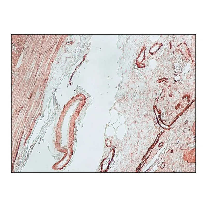 Merck Anti-Mouse IgG (Fc specific)-Biotin antibody produced in goat