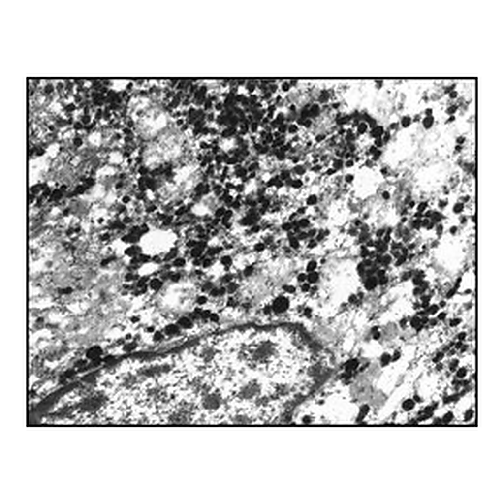 Merck ANTI-RABBIT IGG (WHOLE MOLECULE) GOLD CO