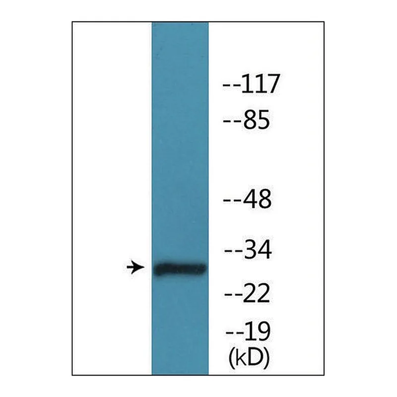 Merck Anti-phospho-Caspase 3 (pSer150) antibody produced in rabbit
