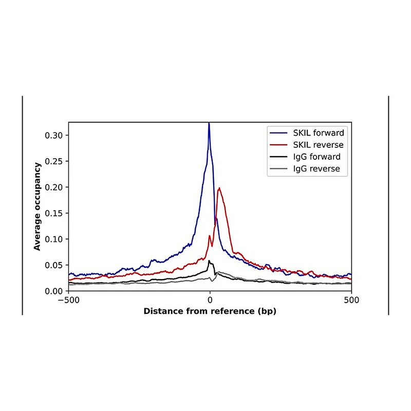 Merck Anti-SKIL antibody produced in rabbit