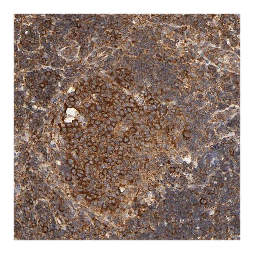 Merck Anti-RPL14 antibody produced in rabbit