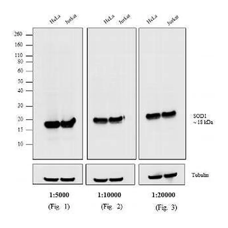Thermo Fisher Scientific Goat anti-Mouse IgG (H+L) Cross-Adsorbed Secondary Antibody, HRP