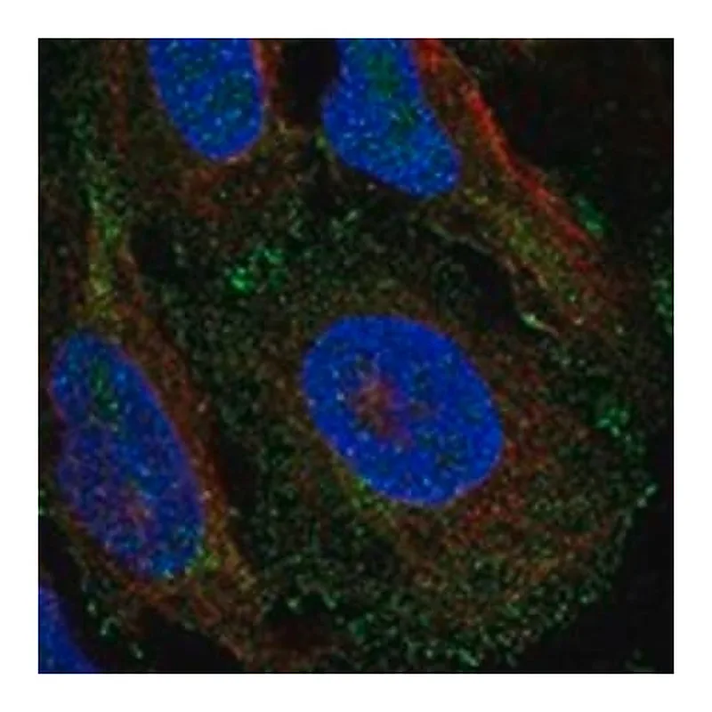 Merck Anti-RALA antibody produced in rabbit