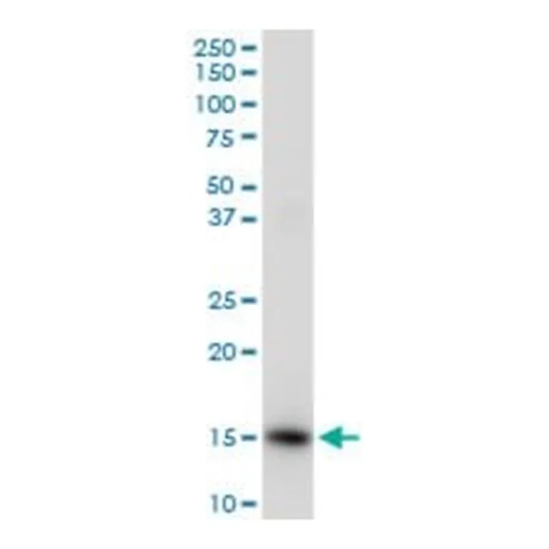 Merck ANTI-ISG15