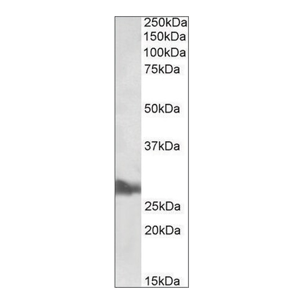 Merck Anti-APOA1 antibody produced in goat