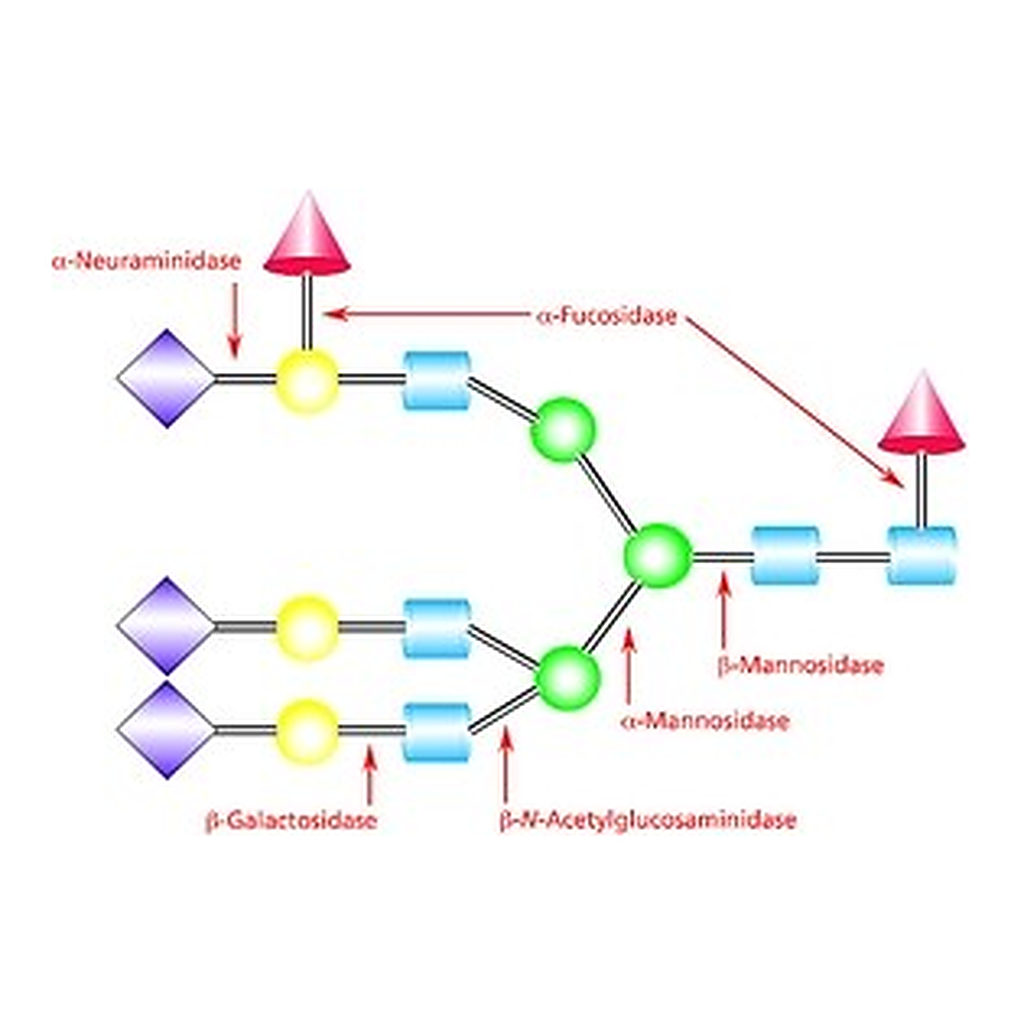 Merck A(2-->3,6,8,9) NEURAMINIDASE FROM ARTHRO