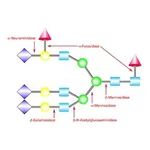 Merck A(2-->3,6,8,9) NEURAMINIDASE FROM ARTHRO