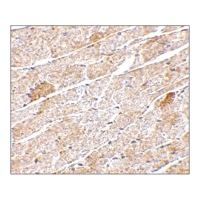 Merck Anti-Neuritin antibody produced in rabbit