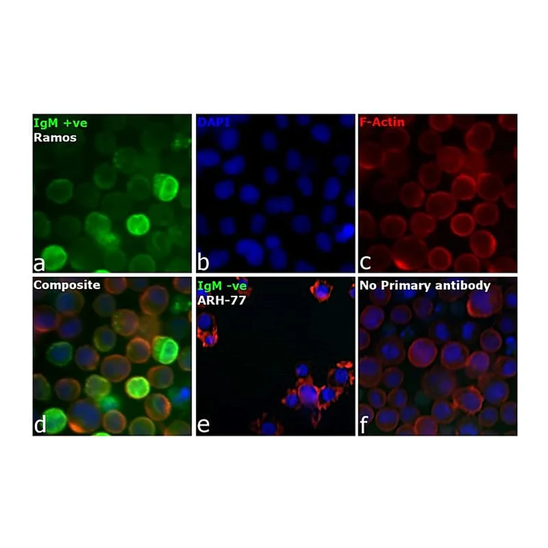 Thermo Fisher Scientific F(ab`)2-Goat anti-Human IgM (Heavy chain) Secondary Antibody
