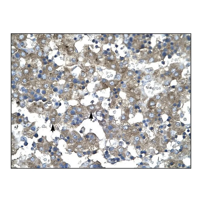 Merck Anti-KLF15 antibody produced in rabbit
