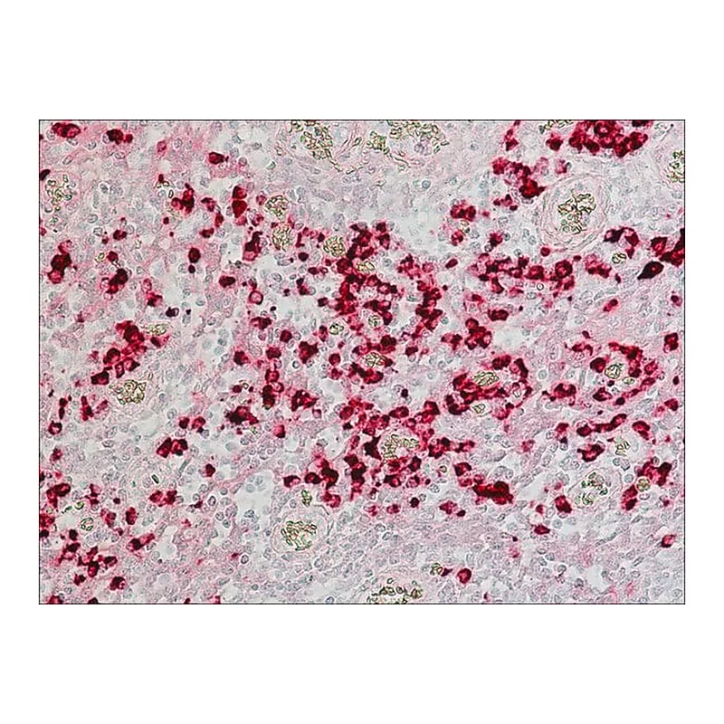 Merck Anti-Human IgA (alpha-chain specific)-Alkaline Phosphatase antibody produced in goat