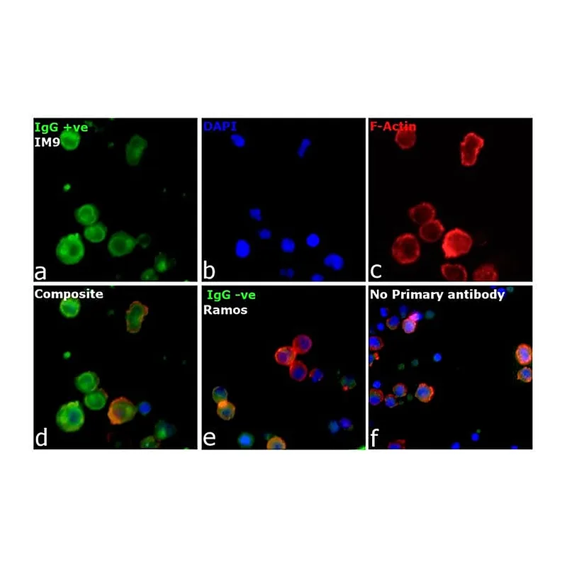 Thermo Fisher Scientific Goat anti-Human IgG (H+L) Cross-Adsorbed Secondary Antibody