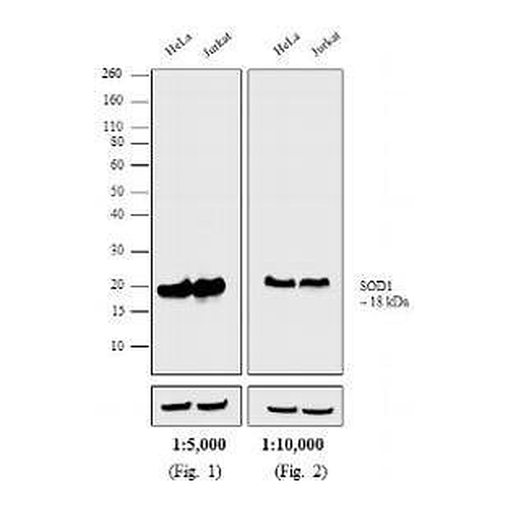Thermo Fisher Scientific Goat anti-Mouse IgG F(ab`)2 Secondary Antibody, HRP