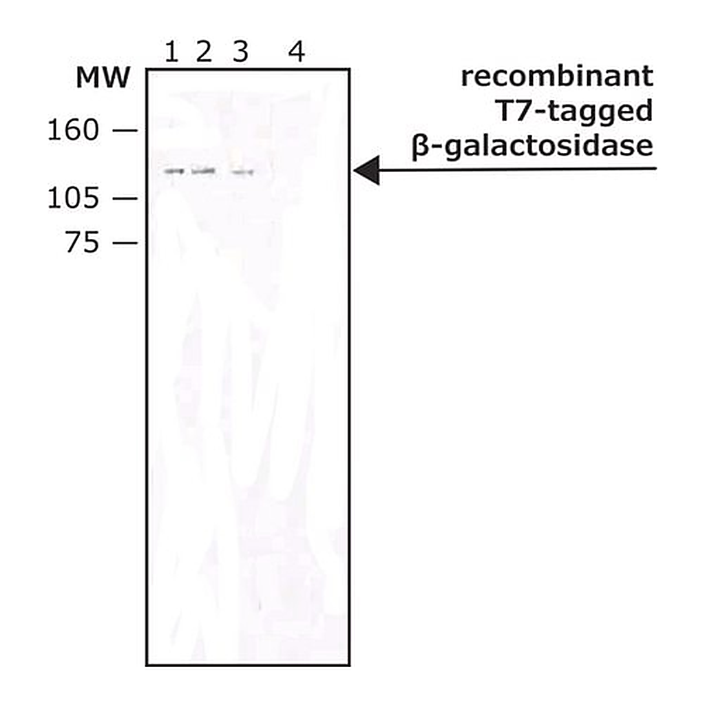 Merck Monoclonal Anti-T7 tag antibody produced in mouse