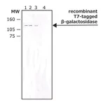 Merck Monoclonal Anti-T7 tag antibody produced in mouse