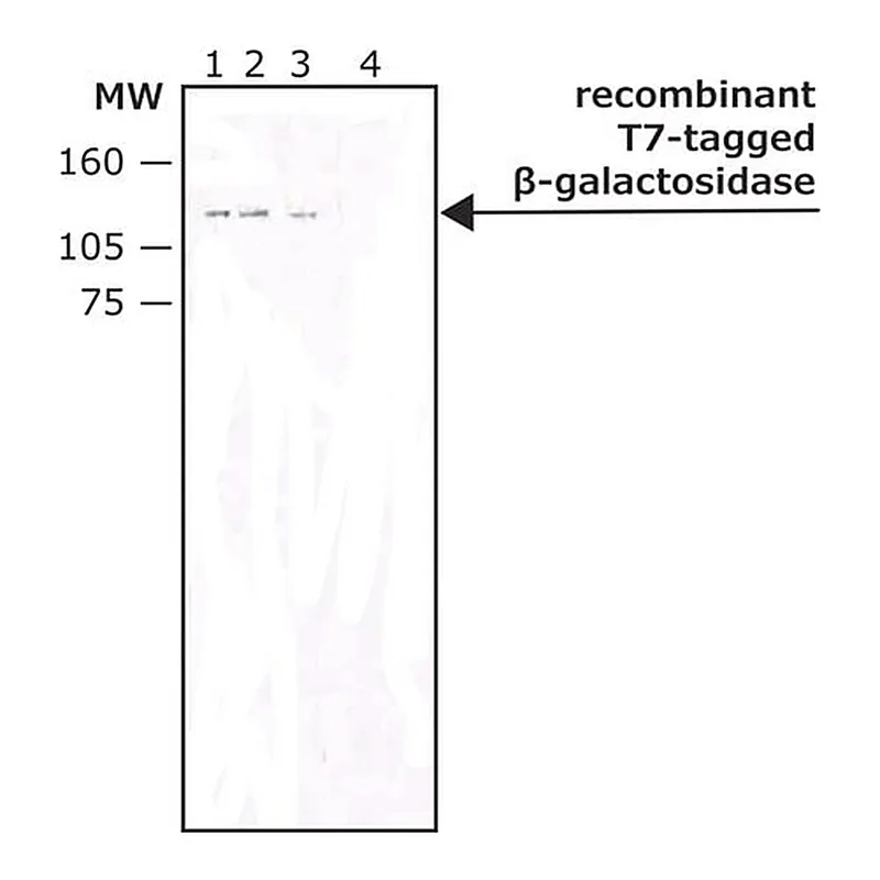 Merck Monoclonal Anti-T7 tag antibody produced in mouse