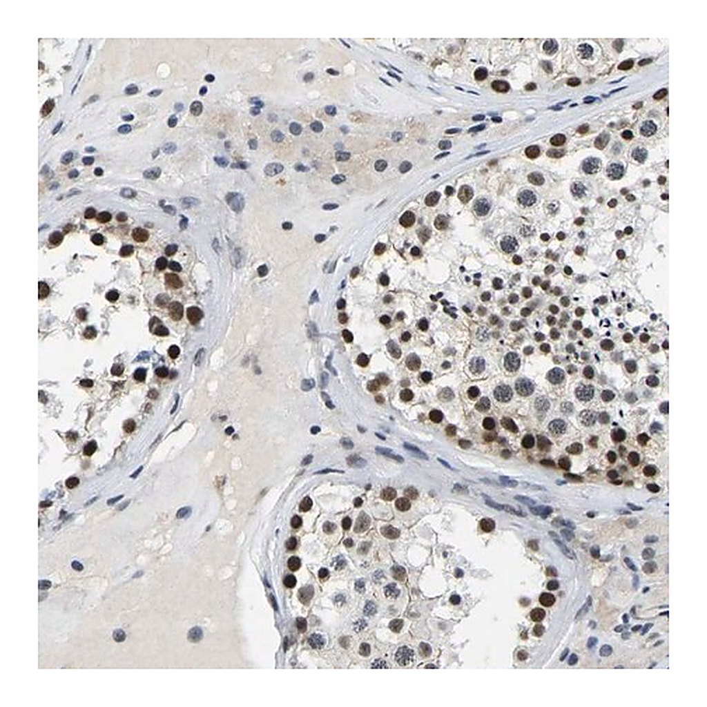 Merck Anti-POLDIP3 antibody produced in rabbit