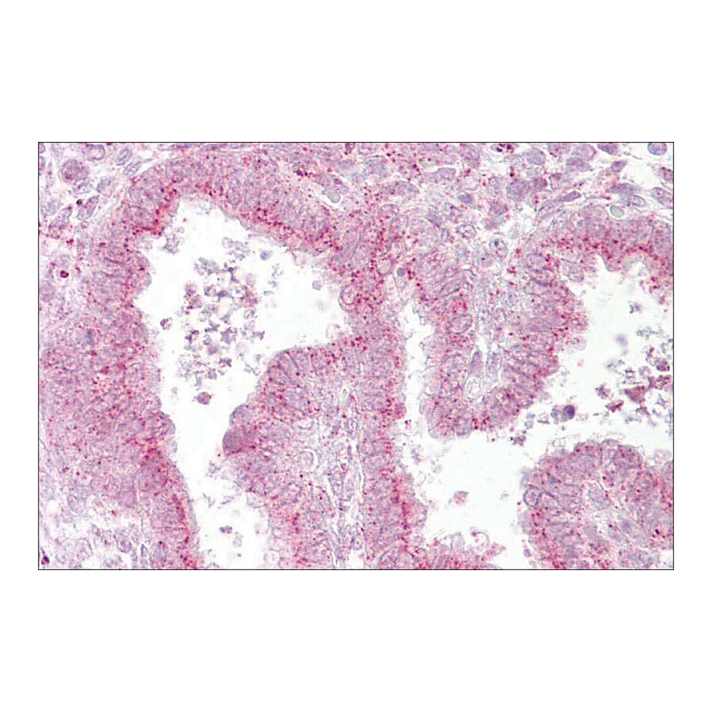 Merck Anti-GOLGB1 antibody produced in rabbit
